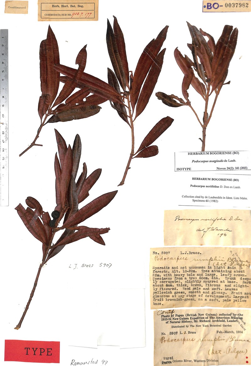 Podocarpus marginalis