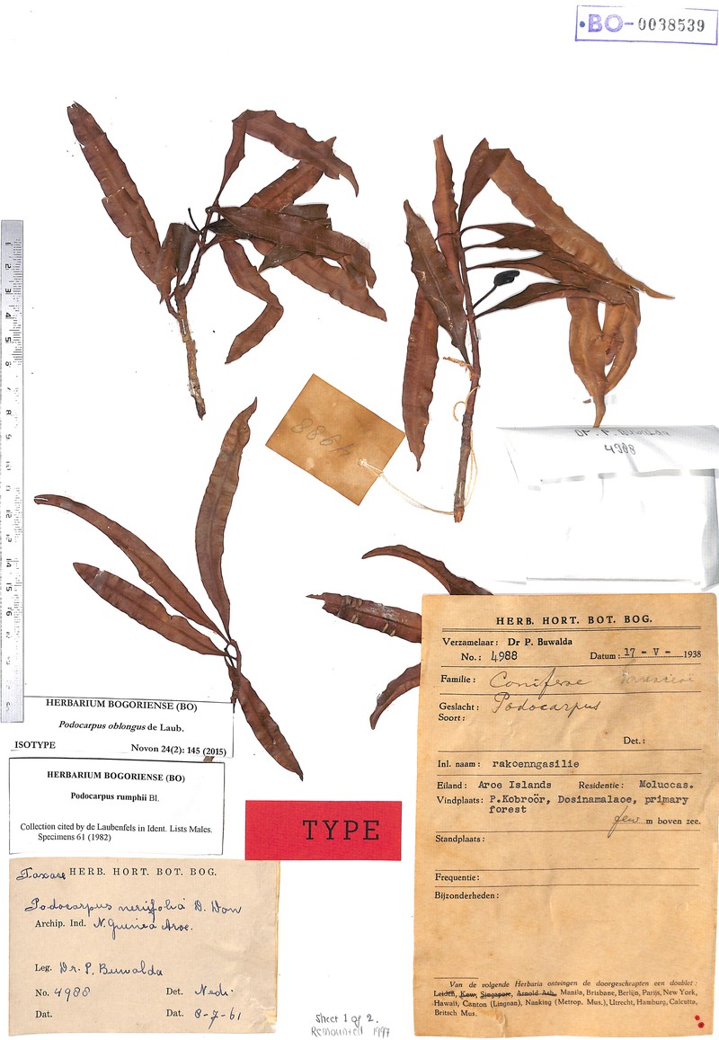 Podocarpus oblongus