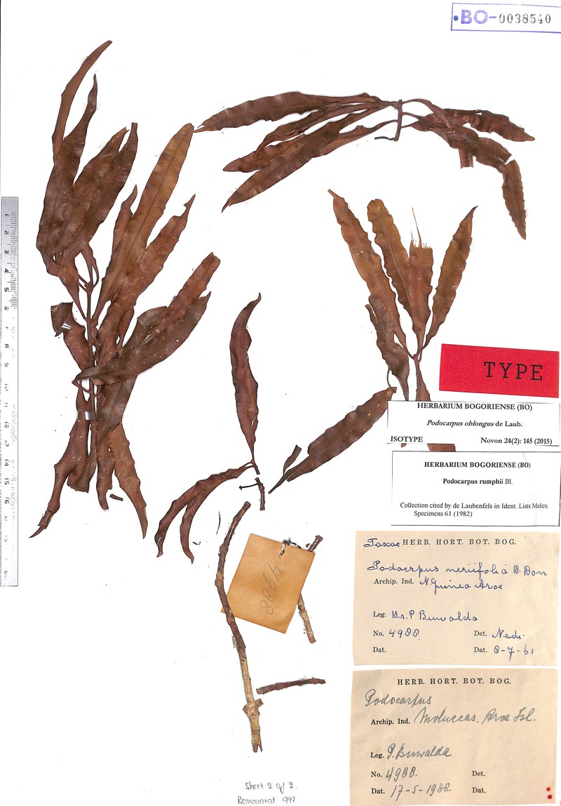 Podocarpus oblongus photo 2