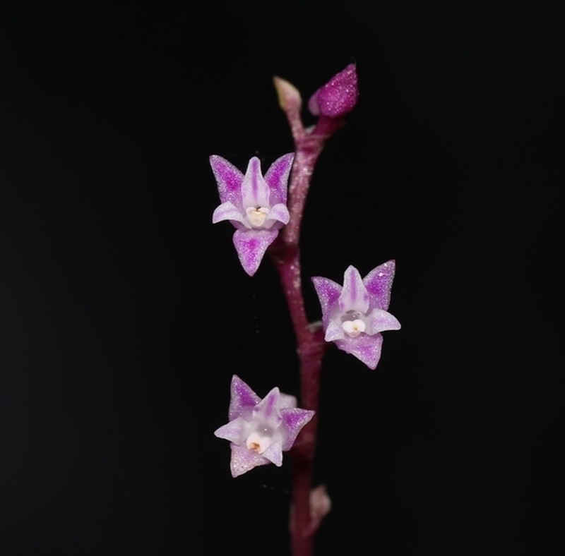 Podochilus warnagalensis