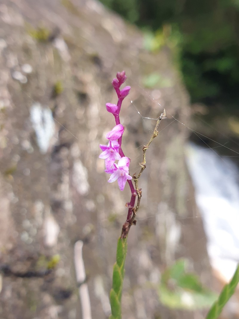 Podochilus warnagalensis photo 2