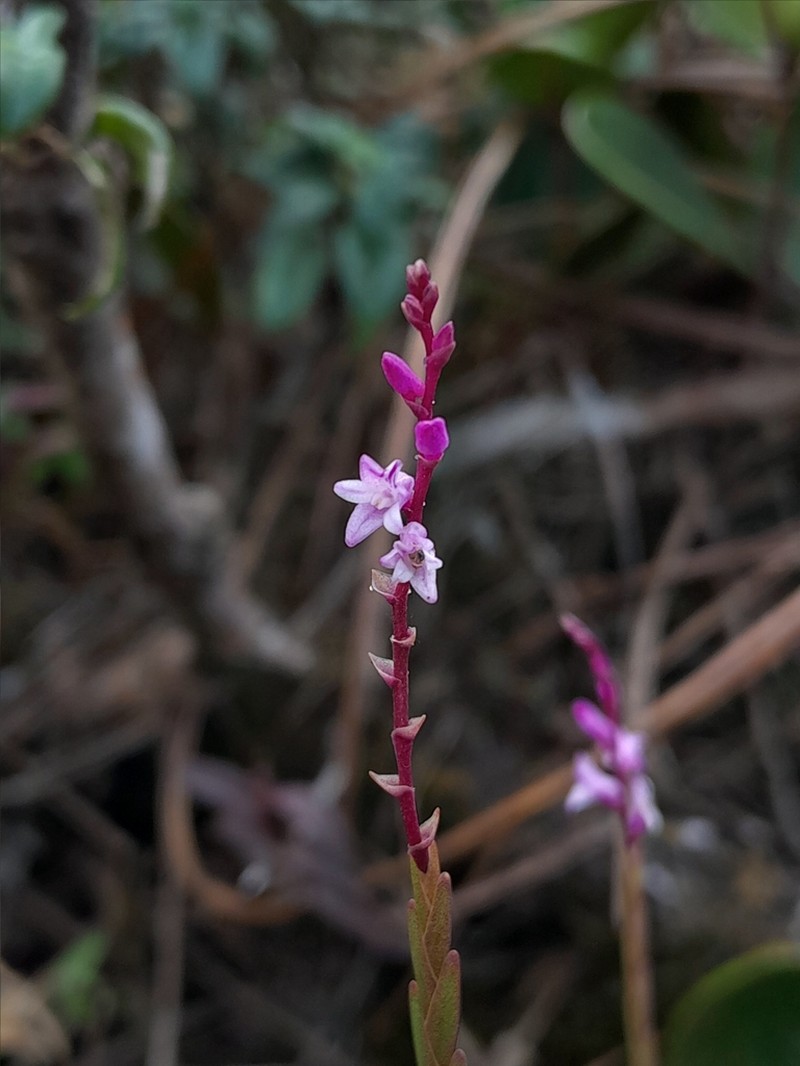 Podochilus warnagalensis photo 3