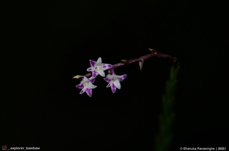 Podochilus warnagalensis photo 4