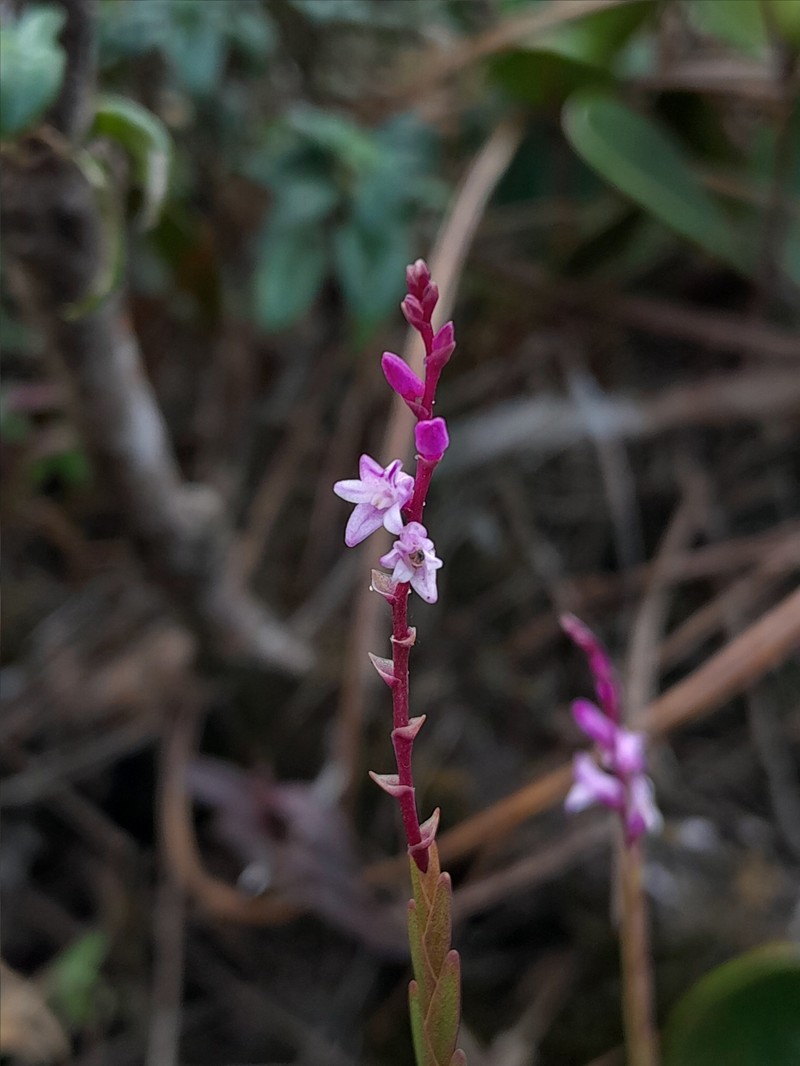 Podochilus warnagalensis photo 5