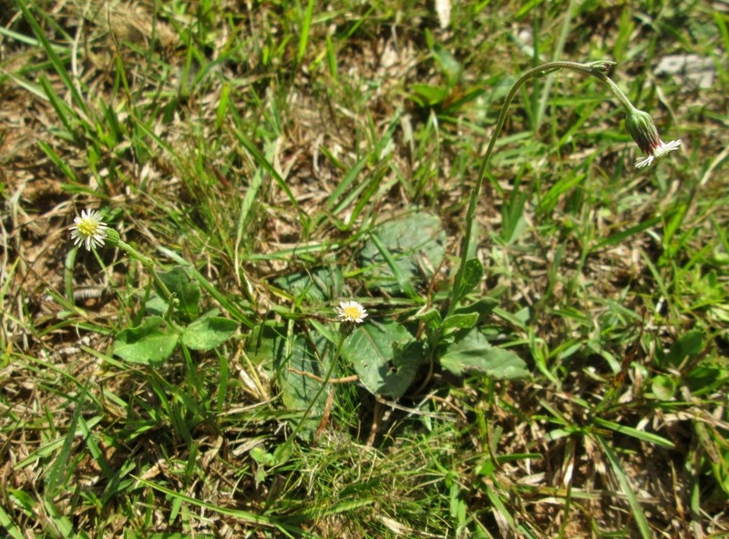 Podocoma bellidifolia