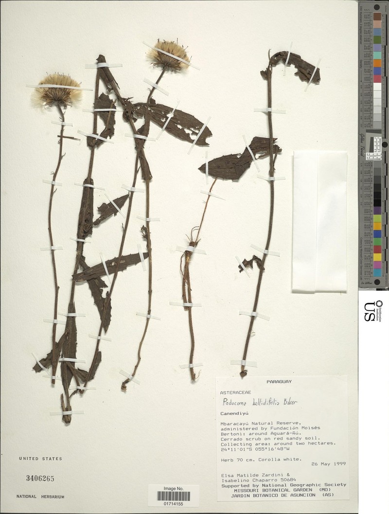 Podocoma bellidifolia photo 2