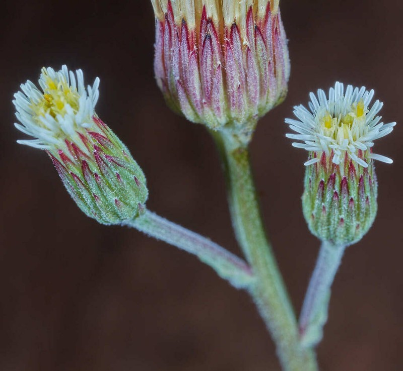 Podocoma blanchetiana