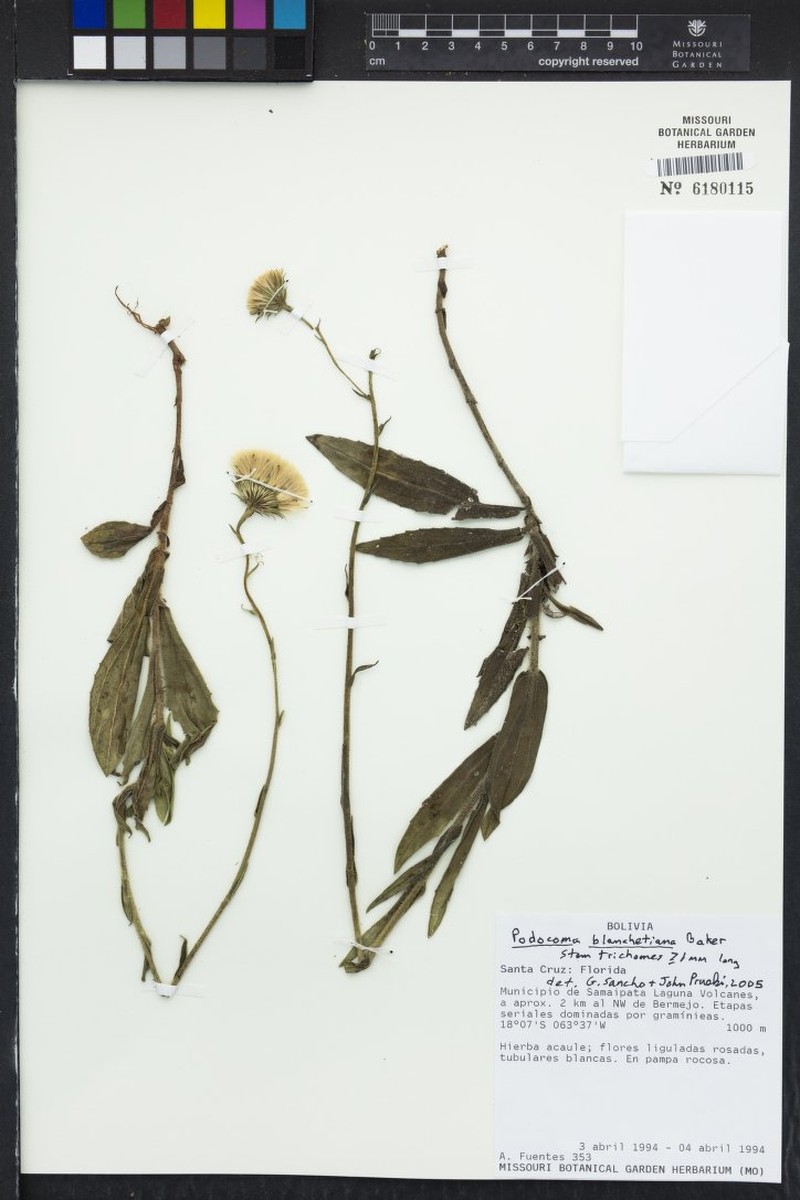 Podocoma blanchetiana photo 3