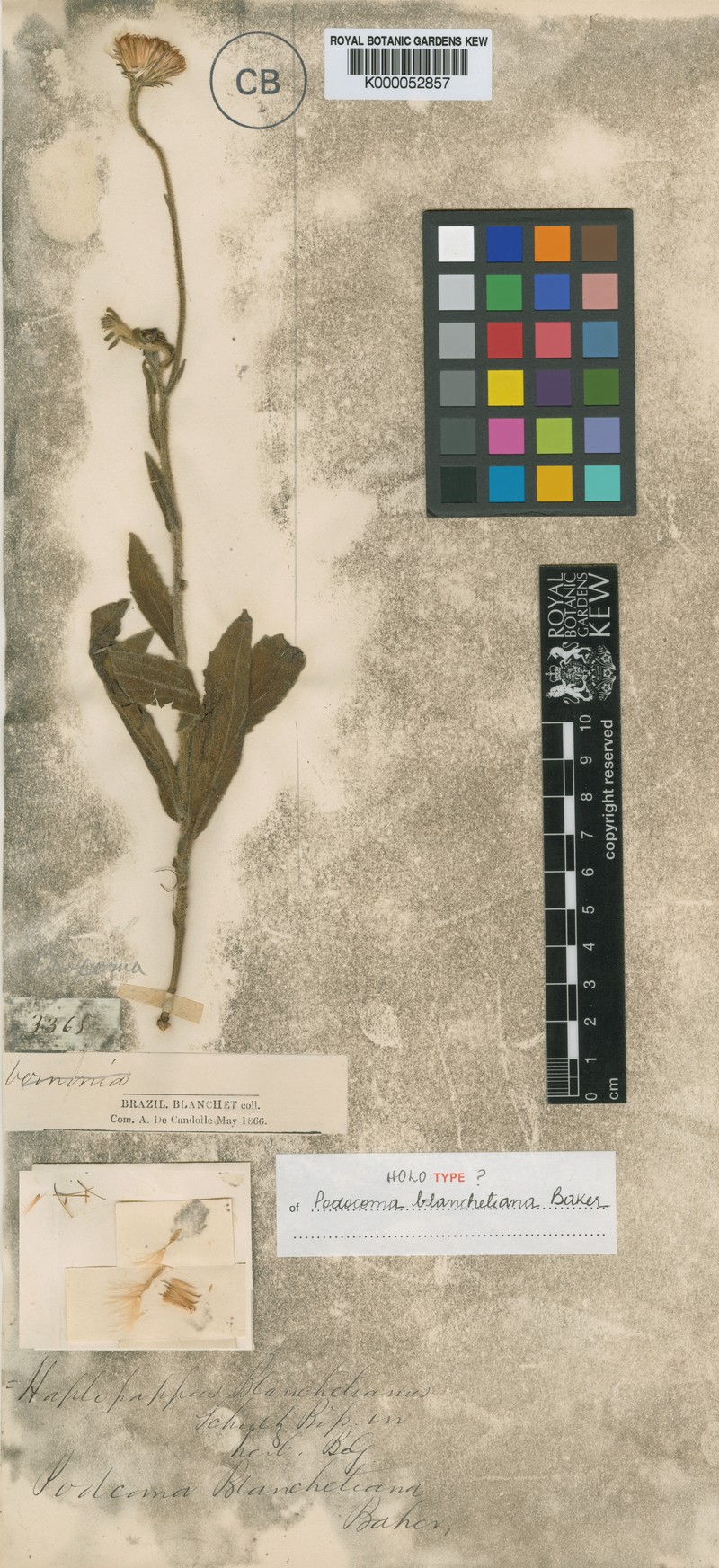 Podocoma blanchetiana photo 4