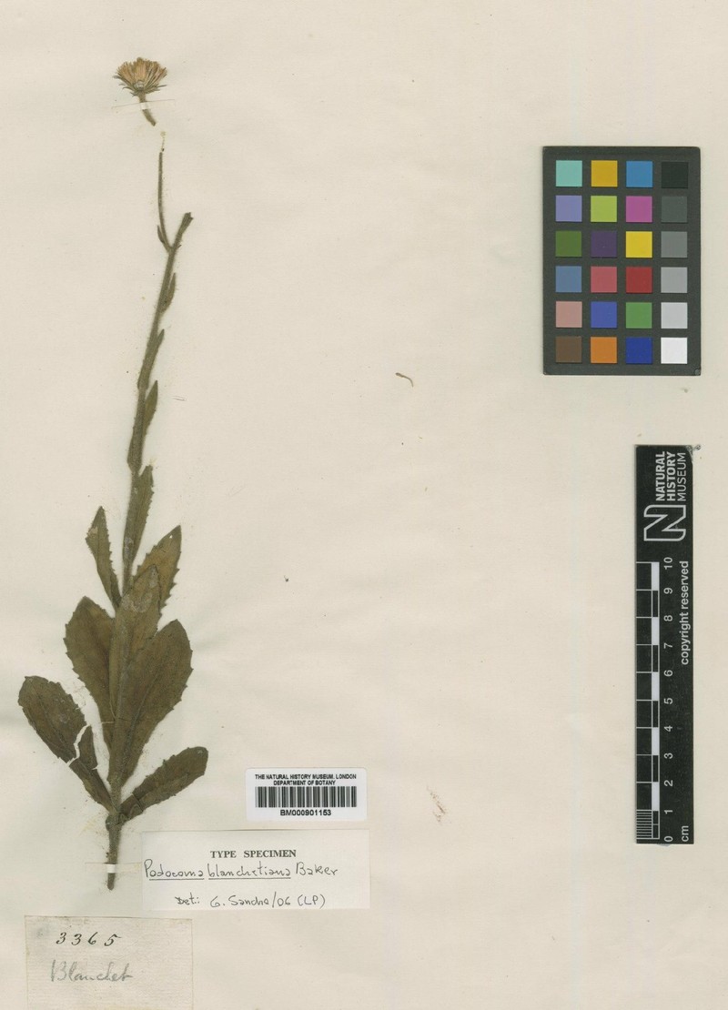 Podocoma blanchetiana photo 5