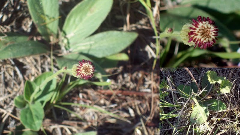 Podocoma hieracifolia