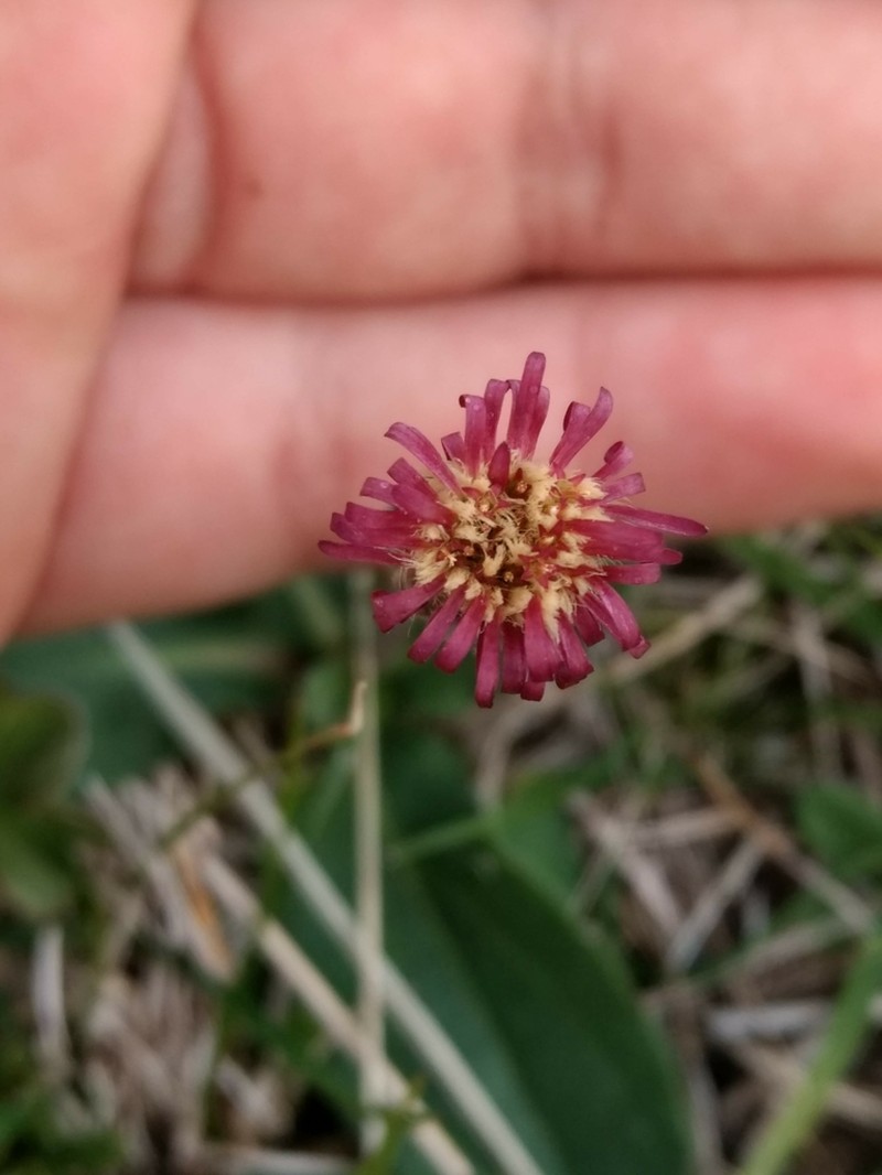 Podocoma hieraciifolia