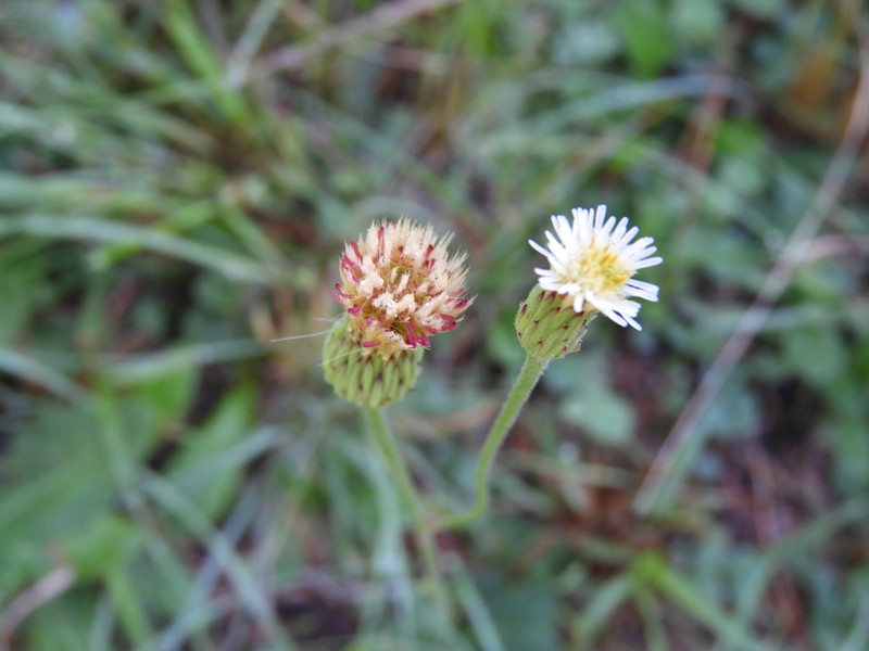 Podocoma hieraciifolia photo 2