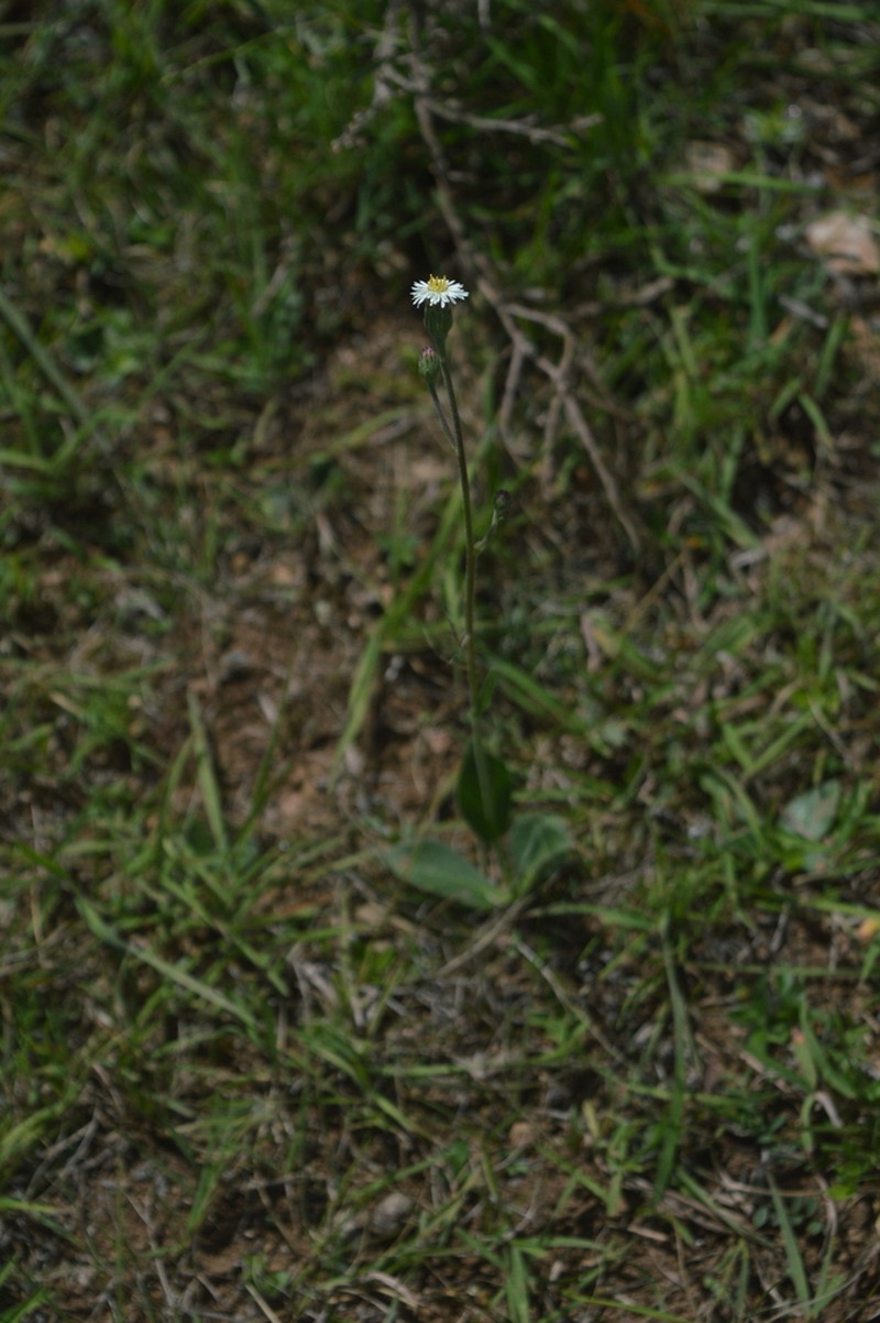 Podocoma hieraciifolia photo 3
