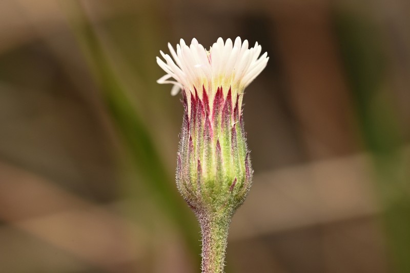 Podocoma hieraciifolia photo 4