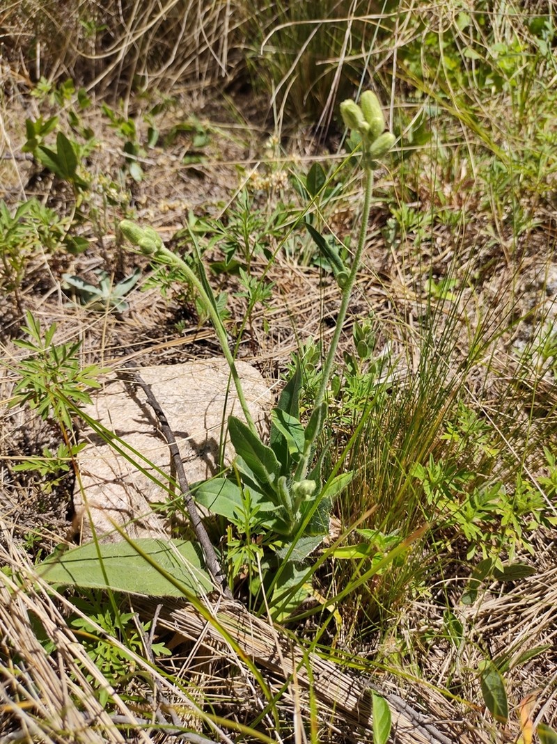 Podocoma hieraciifolia photo 6