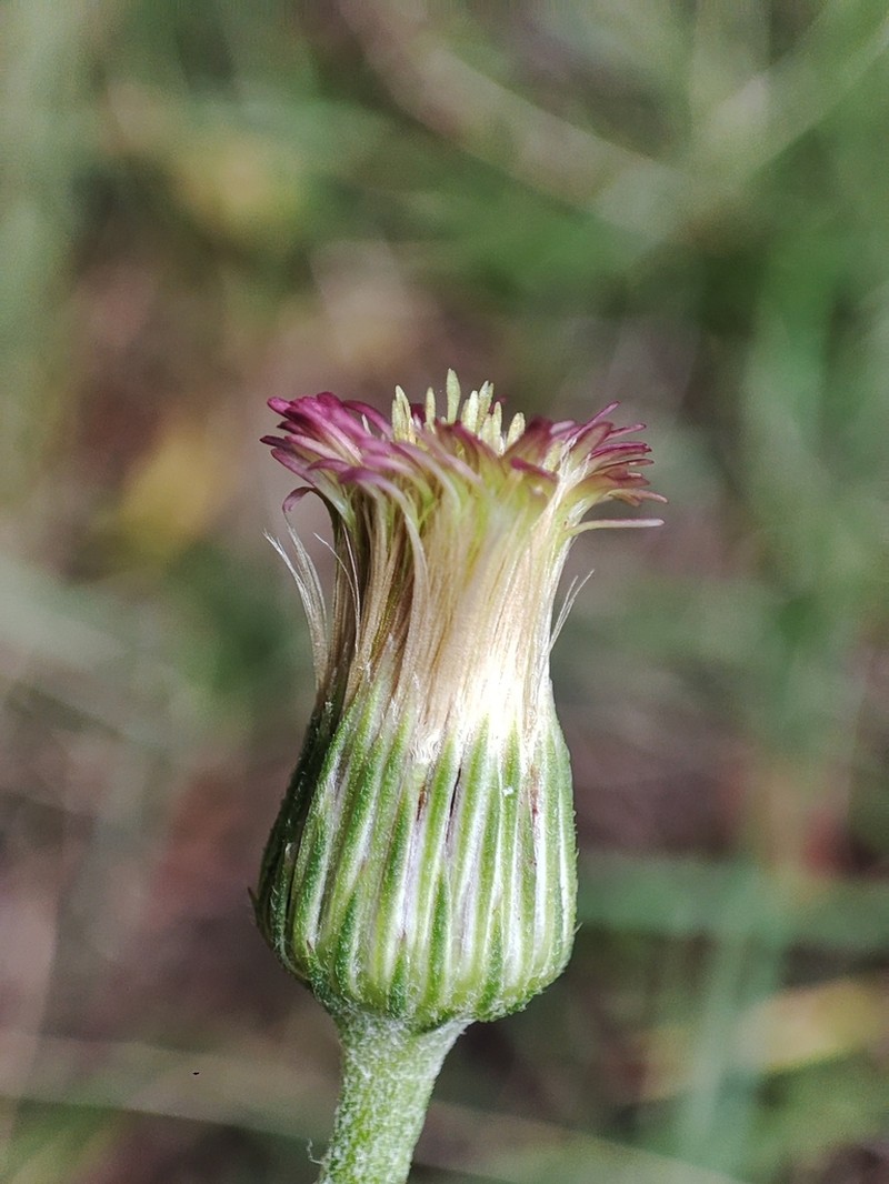 Podocoma hieraciifolia photo 8