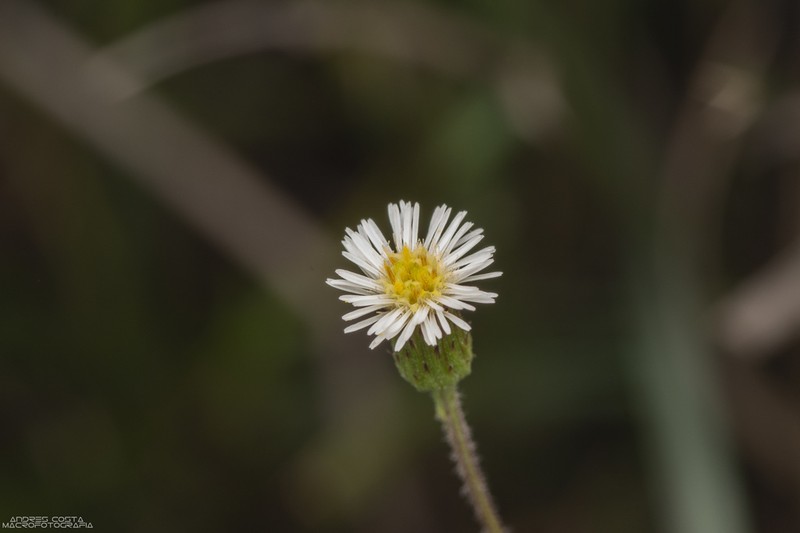 Podocoma hirsuta