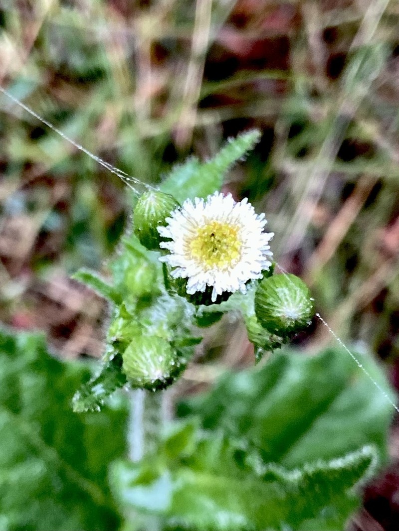 Podocoma hirsuta photo 3