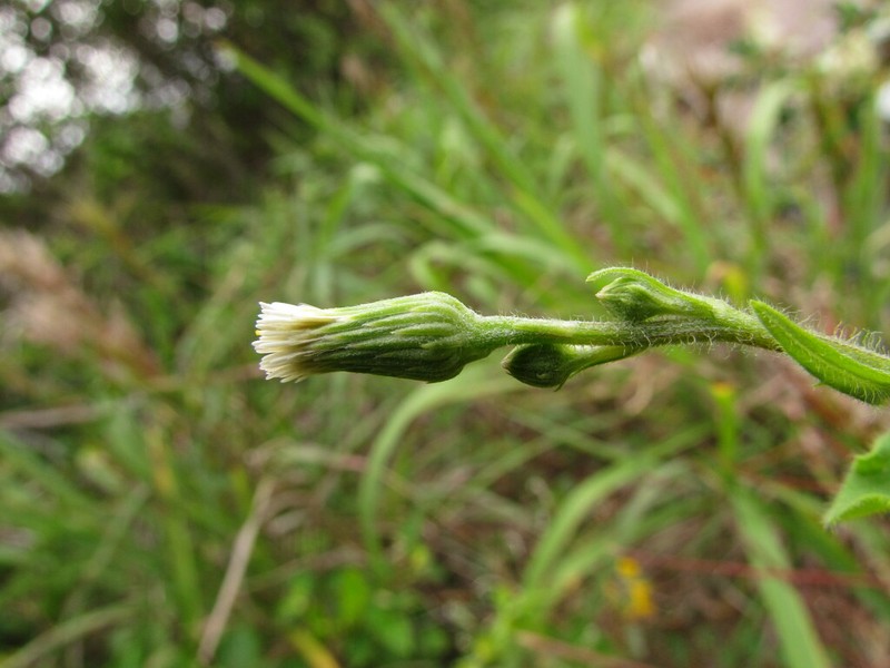 Podocoma hirsuta photo 8
