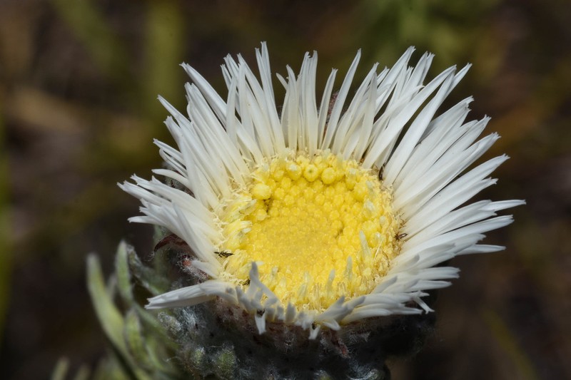 Podocoma macrocephala