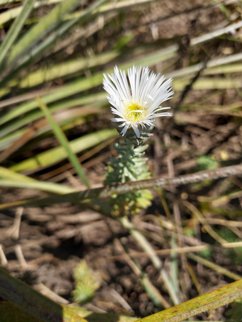 Podocoma macrocephala photo 3