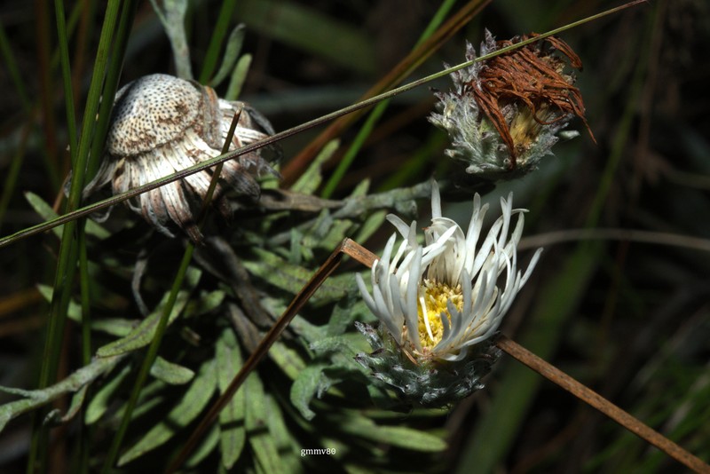 Podocoma macrocephala photo 8