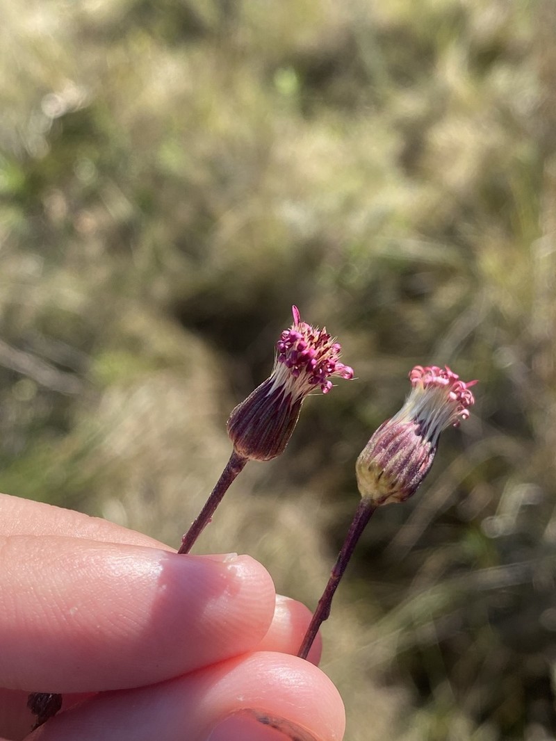 Podocoma spegazzinii photo 2