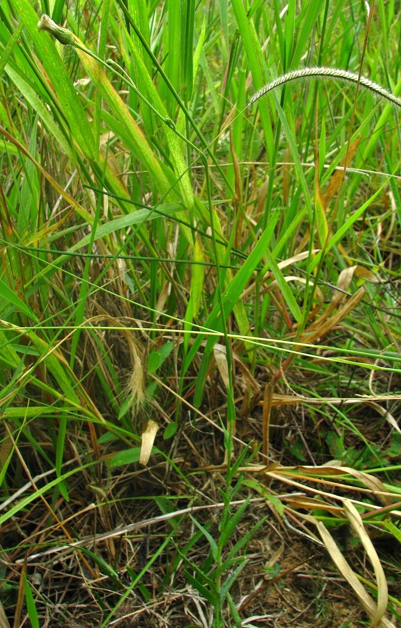 Podocoma spegazzinii photo 5