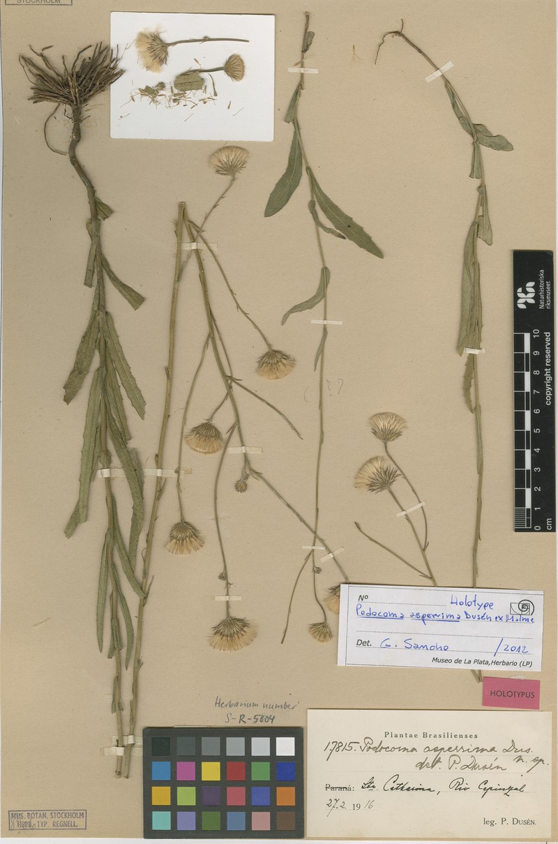Podocoma spegazzinii photo 6