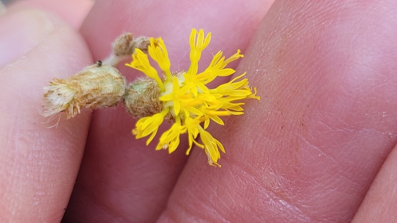 Podolepis arachnoidea photo 2