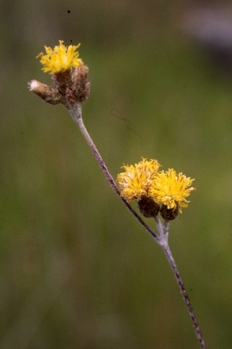 Podolepis arachnoidea photo 3