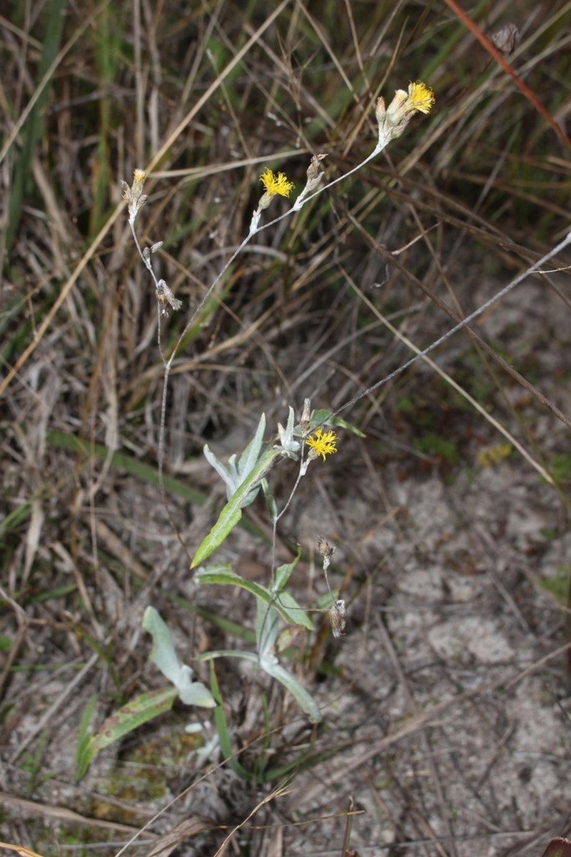 Podolepis arachnoidea photo 4