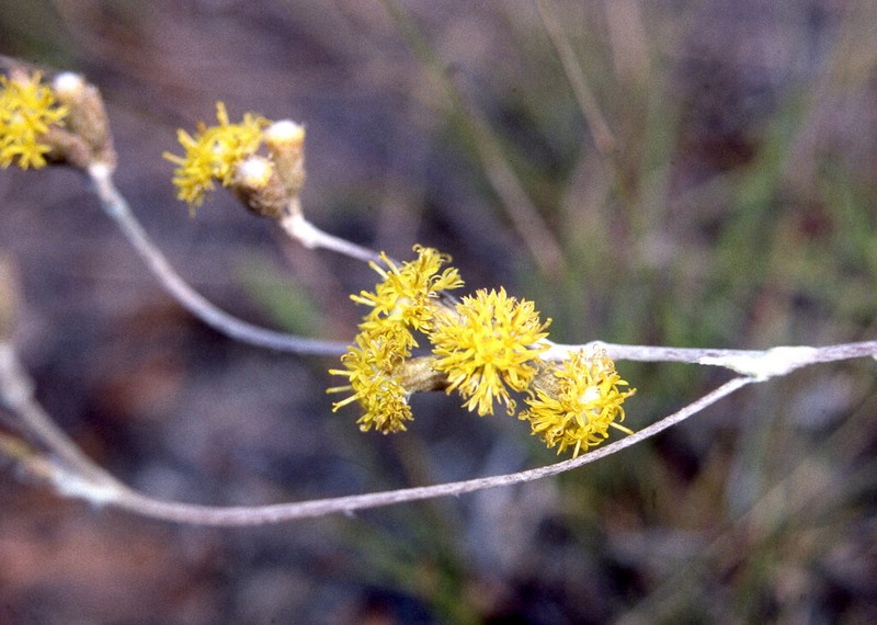 Podolepis arachnoidea photo 5