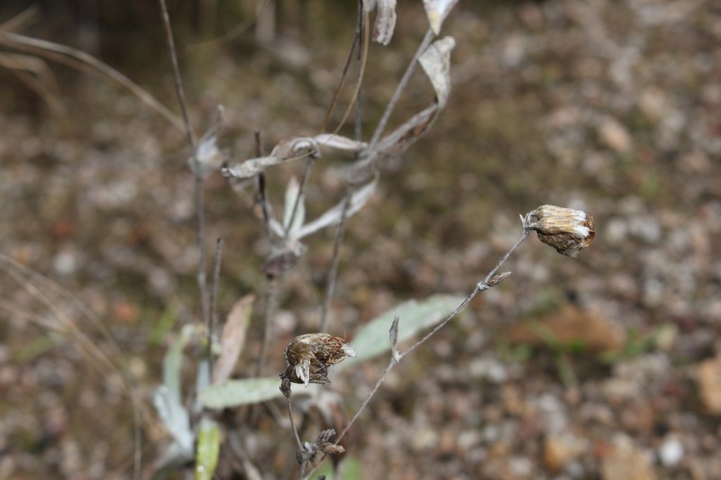 Podolepis arachnoidea photo 6
