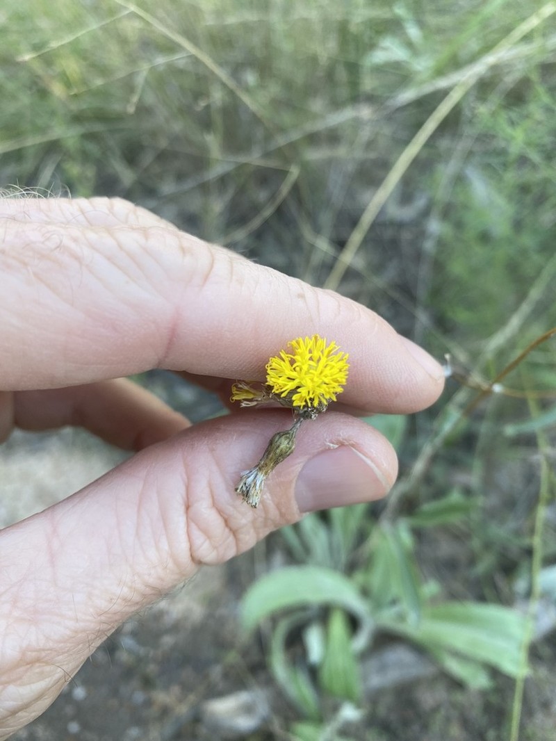 Podolepis arachnoidea photo 7