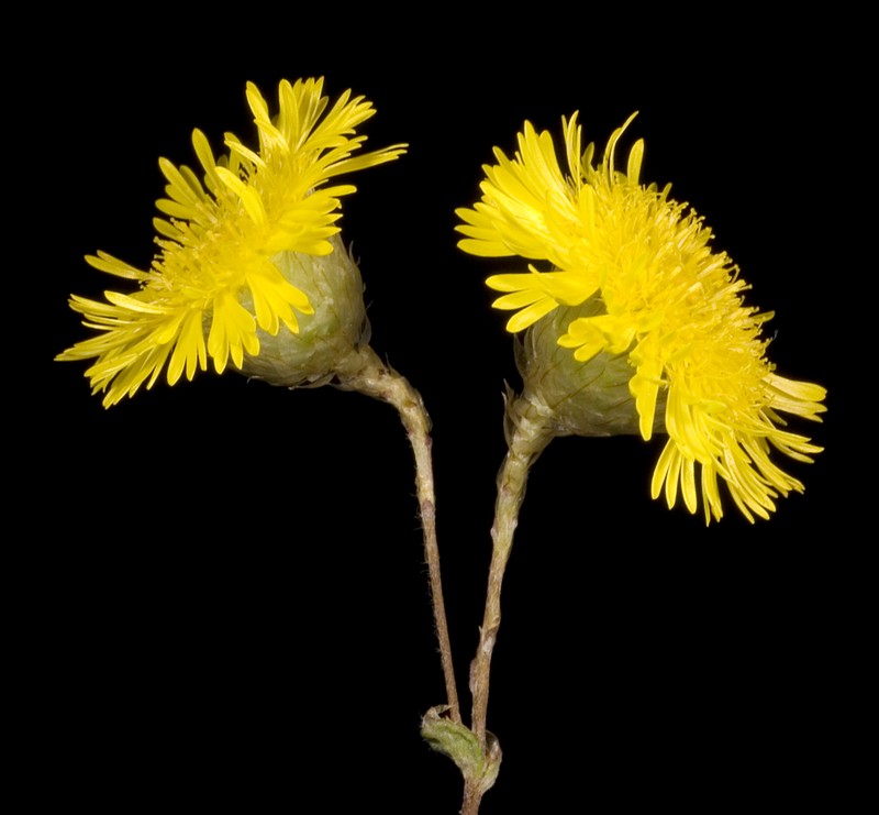Podolepis aristata