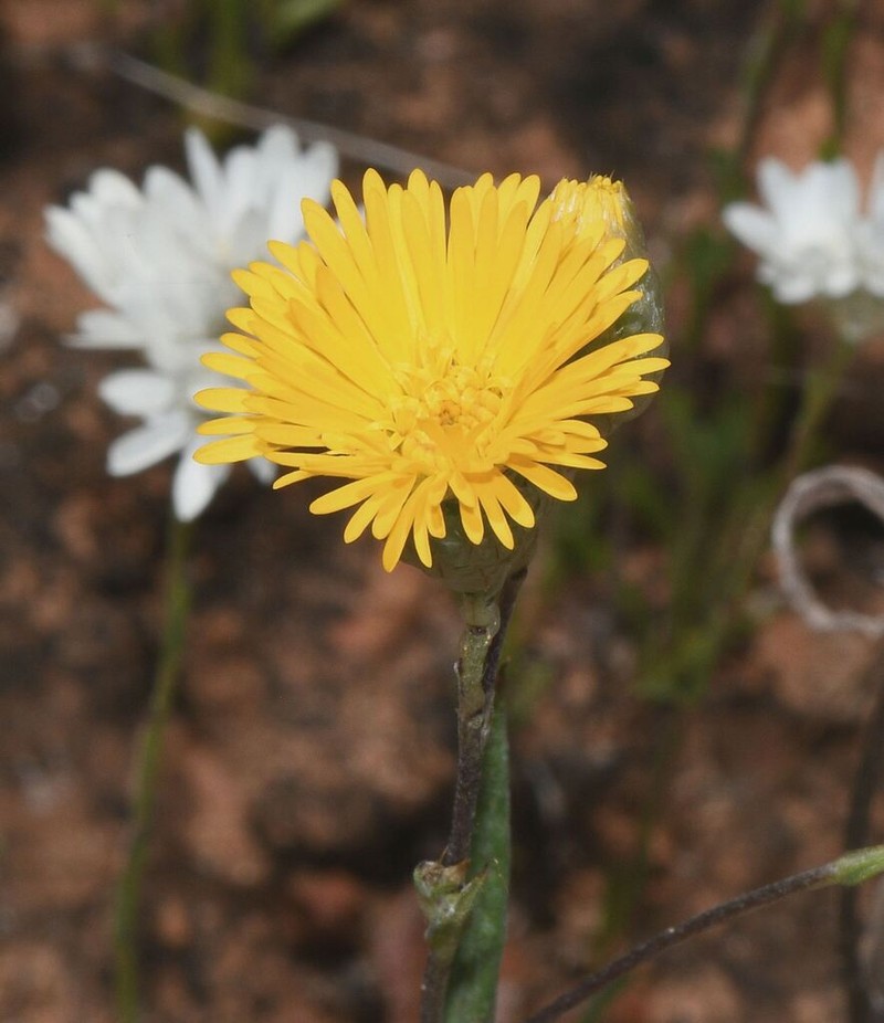 Podolepis aristata photo 2