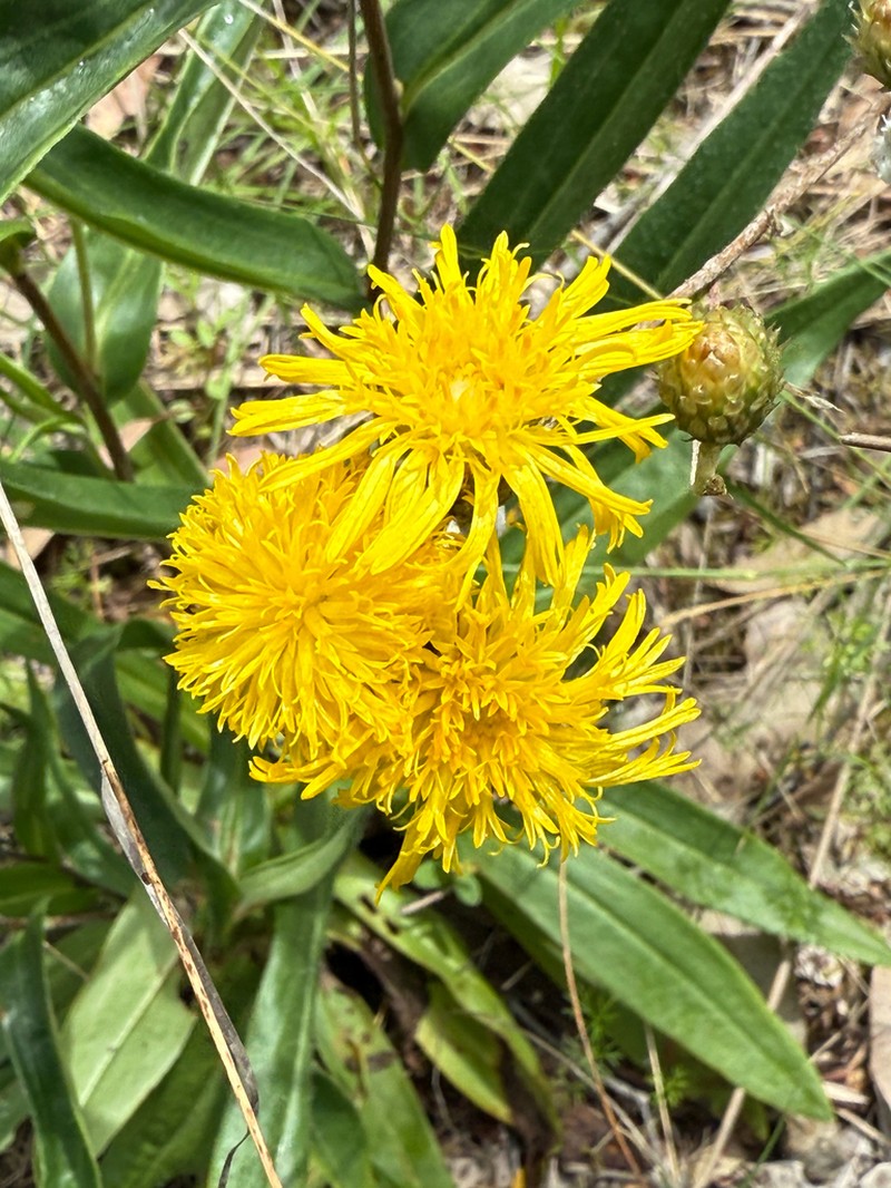 Podolepis aristata photo 3