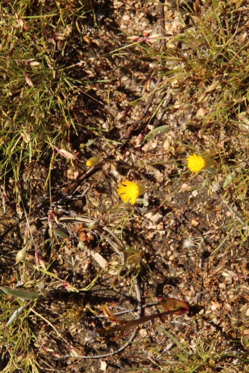 Podolepis aristata photo 4