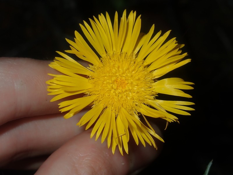 Podolepis aristata photo 6