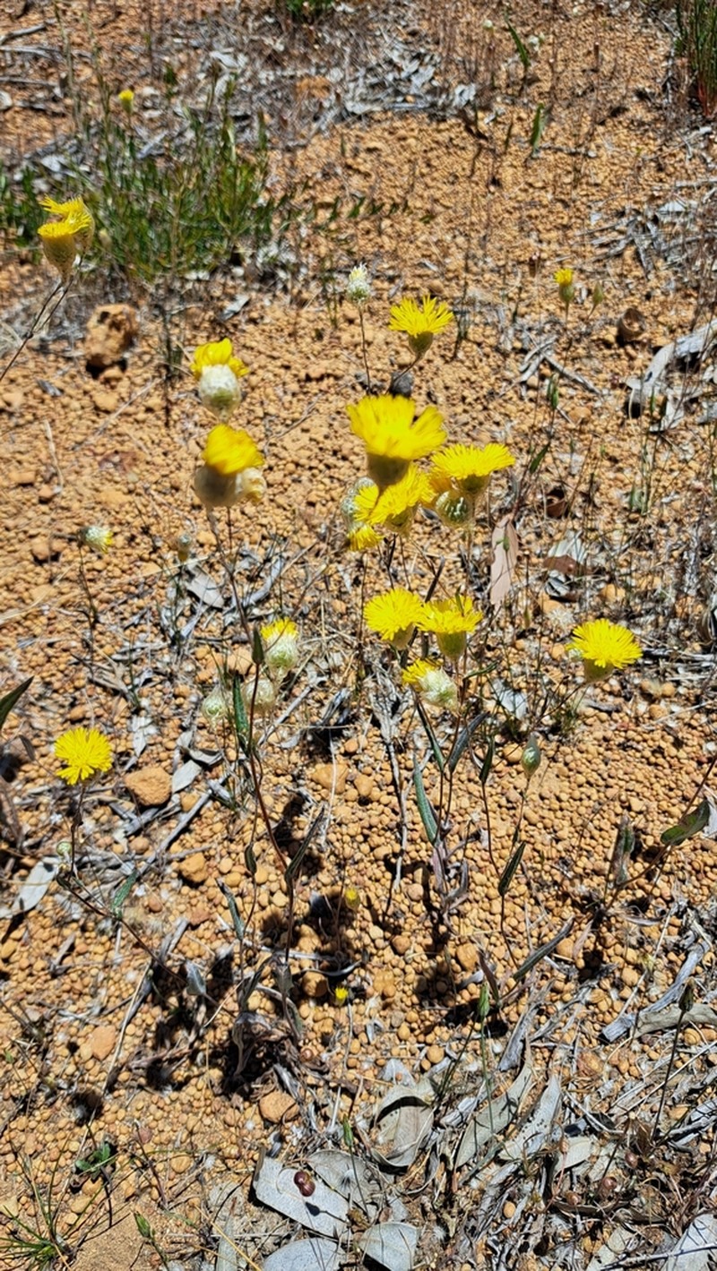 Podolepis aristata photo 7