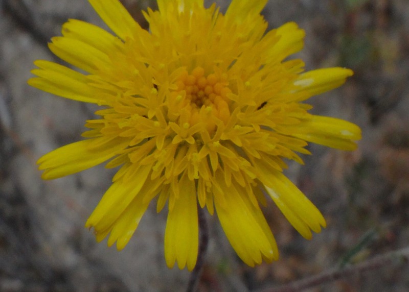 Podolepis aristata subsp. affinis photo 2