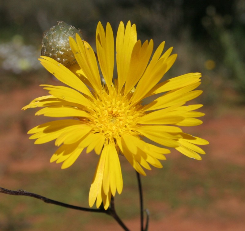 Podolepis aristata subsp. affinis photo 3