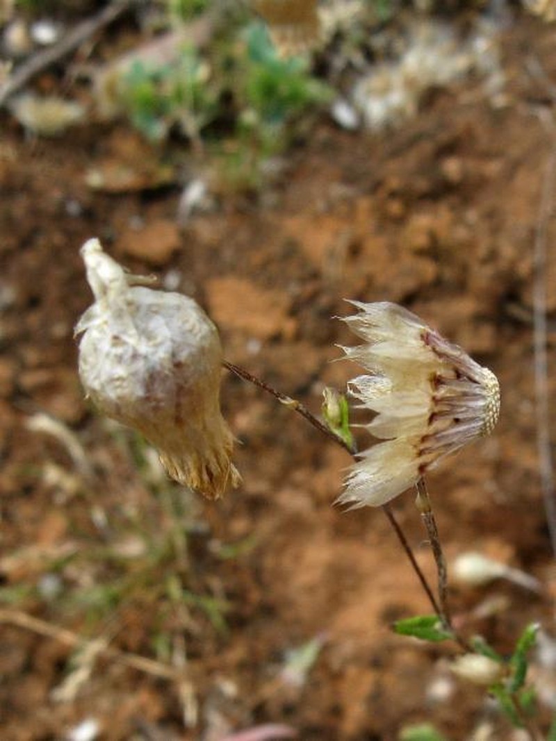 Podolepis aristata subsp. affinis photo 4