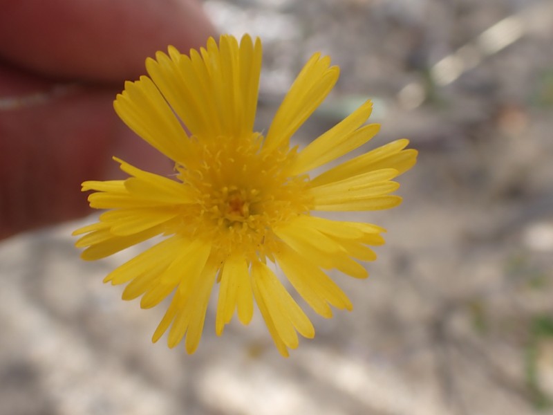 Podolepis aristata subsp. aristata