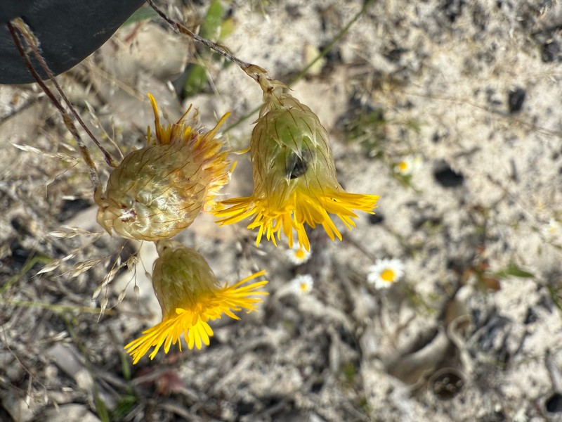 Podolepis aristata subsp. aristata photo 2