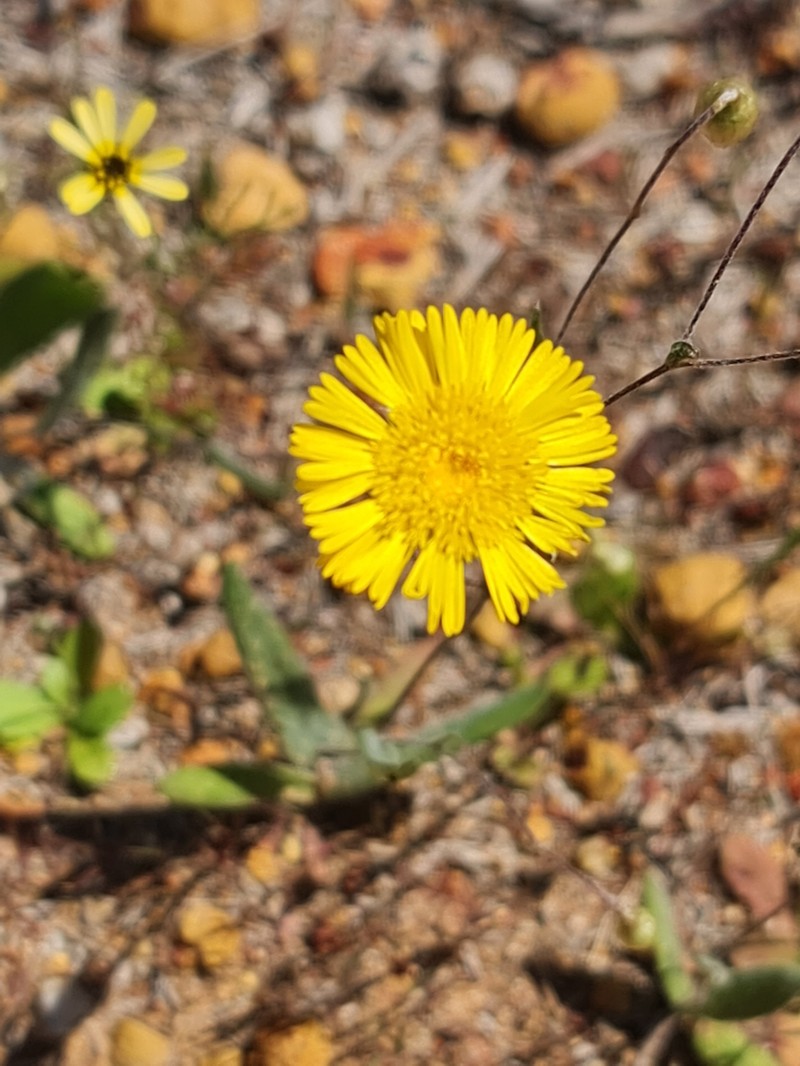 Podolepis aristata subsp. aristata photo 3