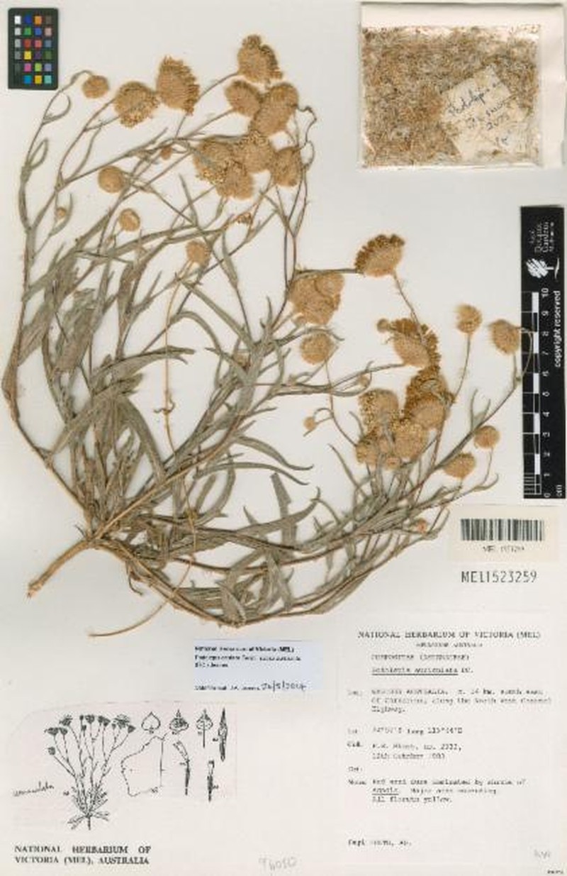 Podolepis aristata subsp. auriculata