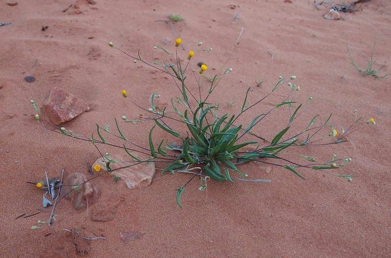 Podolepis canescens photo 2